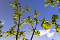 green foliage and walnut flowers during flowering, close-up