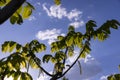 green foliage and walnut flowers during flowering, close-up