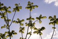 green foliage and walnut flowers during flowering, close-up