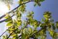 green foliage and walnut flowers during flowering, close-up Royalty Free Stock Photo