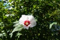 Green foliage and  white crimsoneyed flower of Hibiscus syriacus Royalty Free Stock Photo