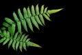 Green Foliage of wild fern tropical plant isolated on black background with clipping path Royalty Free Stock Photo