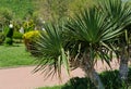 Green Foliage of Yucca Plant Yucca gloriosa or Spanish Dagger. Ornamental plant typical for south of Russia.