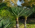 Green Foliage of Yucca Plant Yucca gloriosa or Spanish Dagger. Ornamental plant typical for landscaping streets