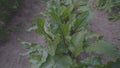 Green foliages of beetroot growing on garden bed of kailyard