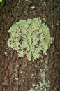 A green foliose lichen on black cherry tree bark.