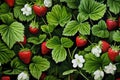 Ripe strawberry fruit red fresh background Royalty Free Stock Photo