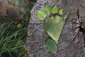 Green footprint made from green leaves as symbol for carbon footprint and human-induced climate change. Carbon Royalty Free Stock Photo