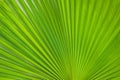 Green Footstool Palm Leaf through which the sun shines through Royalty Free Stock Photo