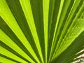 Green Footstool Palm Leaf through which the sun shines through. BANNER Royalty Free Stock Photo