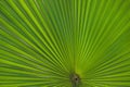 Green Footstool Palm Leaf through which the sun shines through Royalty Free Stock Photo