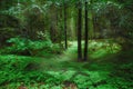 Green Forest