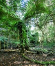 Green Forest Royalty Free Stock Photo