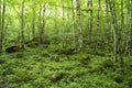 Green Forest Royalty Free Stock Photo