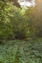 Green Forest. Abandoned railway. Railway in the woods. Beautiful view of nature. Landscape photo of green forest. Forest nature on Royalty Free Stock Photo