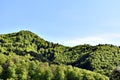 Green Forest Against Blue Sky Royalty Free Stock Photo