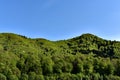 Green Forest Against Blue Sky Royalty Free Stock Photo