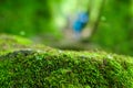 Green, forest background with focus on moss. Royalty Free Stock Photo