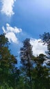 Green forest with beatutiful and wonderful sky with the clear air and brightly cloud Royalty Free Stock Photo