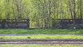 Green forest behind a gray fence