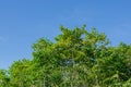Green forest and the blue sky. Royalty Free Stock Photo