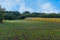 Green forest with blue sky and part of agriculture grass and corn field close Royalty Free Stock Photo