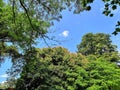 Green Forest & Blue Sky Royalty Free Stock Photo