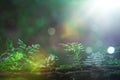 Green forest with bokeh nature lights. world environment day. concept for environment conservation, protect ecology earth and Royalty Free Stock Photo