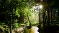 Green forest with brook and sun Royalty Free Stock Photo