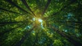 Green Forest Canopy Under Sunny Blue Skies - Bottom View