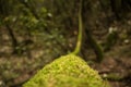 Green forest in Cantabria, Spain. Moss in the trees Royalty Free Stock Photo