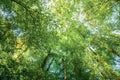 Green forest in the City of Viersen, many green Trees in Summer Royalty Free Stock Photo