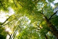 Green forest in the City of Viersen, many green Trees in Summer