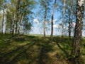 Green forest, clear sky and you Royalty Free Stock Photo