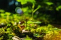Green forest clover leafs  low angle wide angle macro against sun light with lens flare Royalty Free Stock Photo