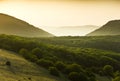 Green forest covered mountains with yellow fog