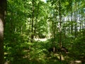 In the green forest in early summer Royalty Free Stock Photo