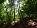 In the green forest in early summer Royalty Free Stock Photo
