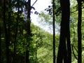 In the green forest in early summer Royalty Free Stock Photo