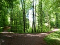 In the green forest in early summer Royalty Free Stock Photo