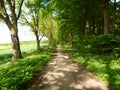 In the green forest in early summer Royalty Free Stock Photo