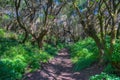 Green forest at El Hierro, Canary islands, Spain Royalty Free Stock Photo