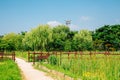 Green forest with fence at Wolmi Park Traditional Garden in Incheon, Korea