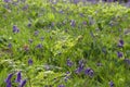 Sunlit bracken Pteridium aquilinum and bluebells hyacinthoides non-scripta on a forest floor Royalty Free Stock Photo