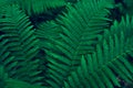 Green forest fern leaves with night blue light. Closeup of fren plant pattern, natural background.