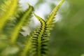 Green forest fern, macro photography