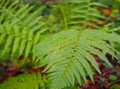 green forest fern in the forest