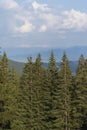 Green forest with fir trees and a meadow near the mountain village Dragobrat, Western Ukraine, Europe Royalty Free Stock Photo