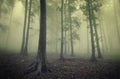 Green forest with fog between trees