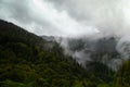 Green forest in foggy mountains